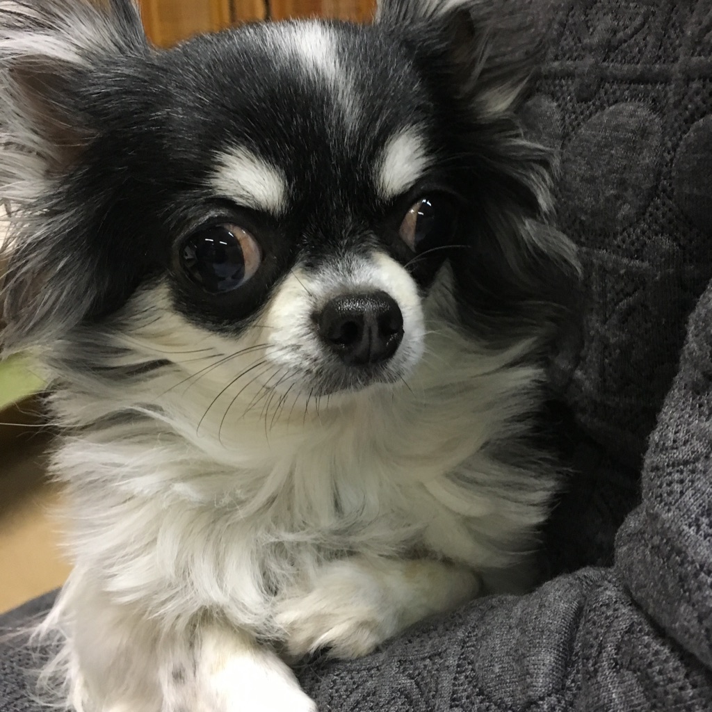 【今日の里帰りワンコ🐶チワワのリリ君💕、トイプードルのはくび💕＆ヨーキーのリリ💕、チワワのももちゃん💕】Ｎｏ３